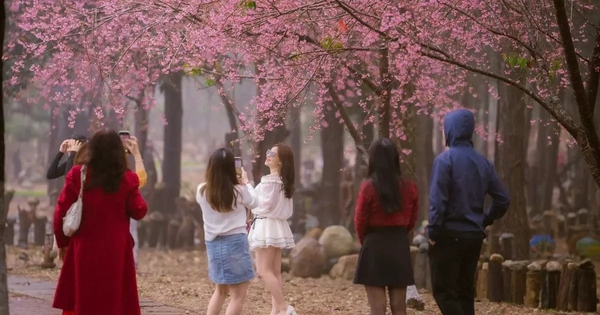 Du khách nườm nượp đổ về Măng Đen ngắm hoa anh đào nở rộ