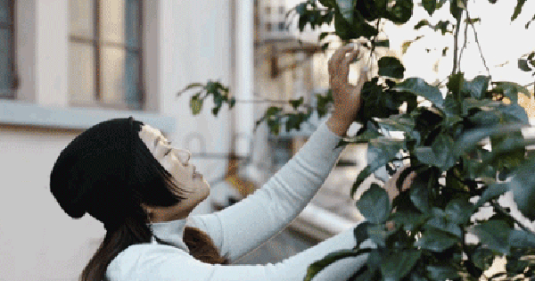 Thuê nhà nhỏ vẫn sống như biệt thự: Mẹ đơn thân biến ban công - sân hẹp thành khu vườn xanh mướt