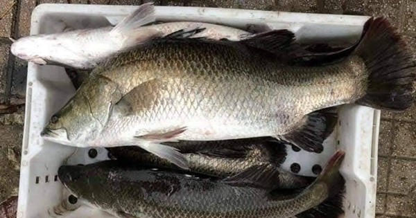 3 loại cá âm thầm nuôi trí não: Chợ Việt bán đầy nhưng chỉ dân sành mới biết để mua