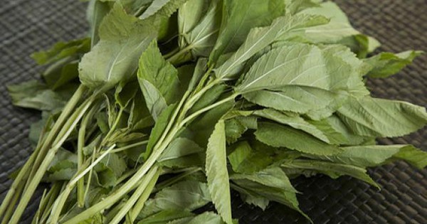 Việt Nam có loại rau nhiều sắt hơn thịt bò: Bổ tim, ngừa ung thư nhưng nhiều người chê không ăn