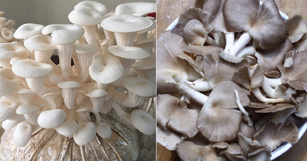 Trời lạnh đừng chỉ ăn củ cải hay bắp cải: 8 loại rau này vừa giải độc, ngừa táo bón lại tăng đề kháng tốt