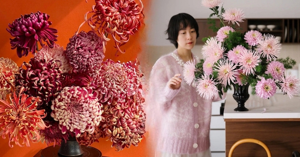 Đừng mải mê lan hồ điệp, cúc "khổng lồ" mới là chân ái: Bí kíp chăm cúc nở bừng, đẹp quên lối về Tết này