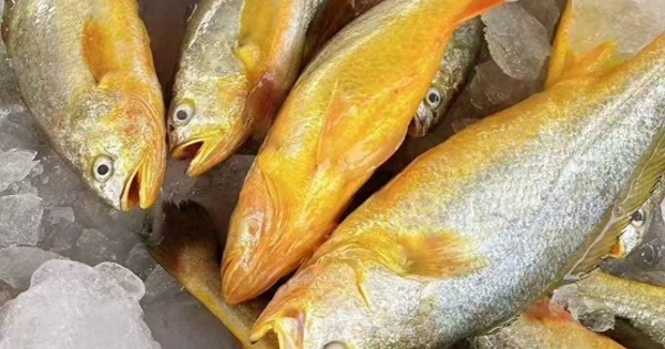 12 loại cá bổ ngang nhân sâm tổ yến, ngọt thịt, ít xương dăm, chợ Việt bán từ 40.000 đồng/kg