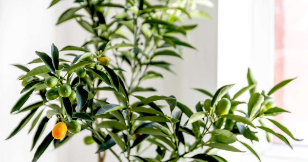 Mỹ giới thiệu 7 cây ăn quả trồng trong chậu rất hợp: Số 3 người Việt biết trồng từ lâu