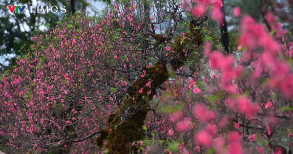 Dàn "lão đào" Tây Bắc xuống phố Thủ đô, giá thuê hàng chục triệu đồng mỗi gốc