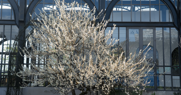 Tin vui cho hàng triệu người đi Sa Pa thời gian này