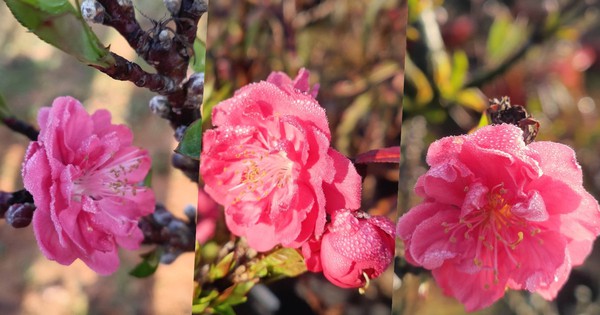 Đào thất thốn đắt đỏ nở sớm, người trồng như 'ngồi trên lửa'