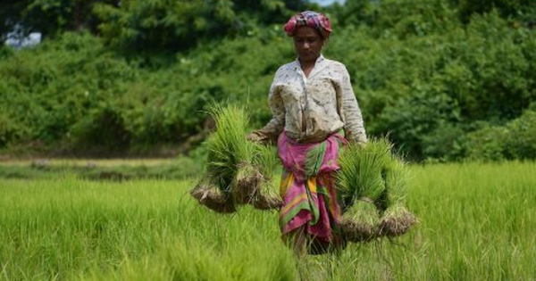Vừa tăng nhập khẩu gạo Việt Nam 20.000% trong năm 2025, quốc gia châu Á lên kế hoạch tăng mua, một đối thủ ngay lập tức 'chốt đơn'