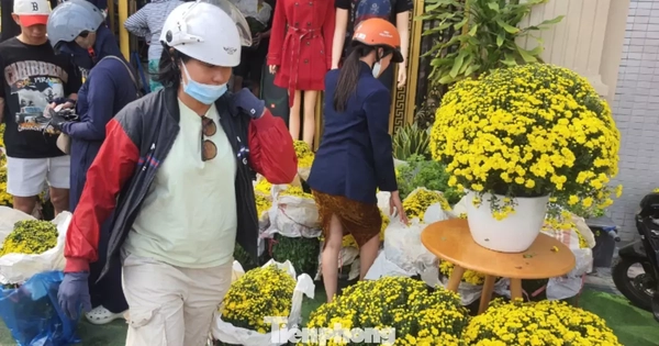 Hoa cúc bán Tết nở sớm bị thương lái ép giá, người dân vào cuộc hỗ trợ