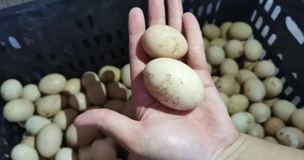 Trứng càng to càng bổ? Chủ tiệm trứng lâu năm tiết lộ: người sành hay chọn loại này vì một lý do ít ai ngờ