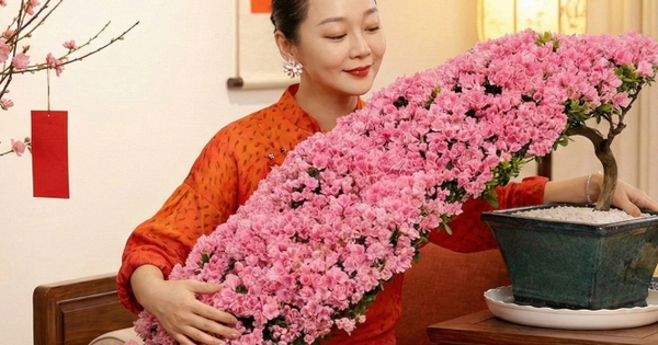 Nhiều chị em đang mê mẩn săn lùng đỗ quyên trân châu chơi Tết: Loài hoa sang chảnh nhưng cực "đỏng đảnh", chăm sao cho đúng?