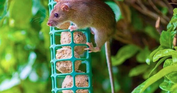 Xịt thứ này ra vườn mùa đông, chuột sợ hãi tránh xa, cây cối xanh tươi mơn mởn