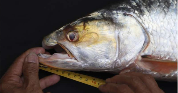 Lần theo dấu vết của cá thể lạ, láng giềng Việt Nam bất ngờ phát hiện loài vật "tuyệt chủng" gần 20 năm