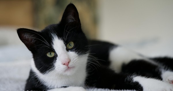 Kỳ tích chú mèo vượt 250km từ Tây Ban Nha tìm đường về Pháp sau 5 tháng mất tích