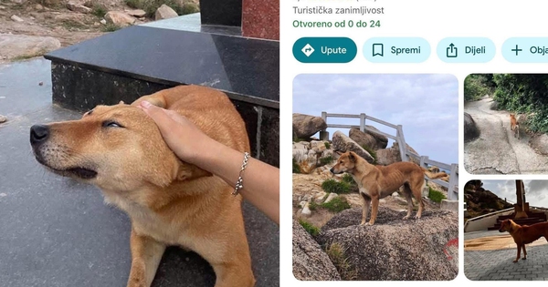 Chú chó vàng được đánh giá 5 sao trên Google Maps vì dẫn đường khách du lịch quá có tâm