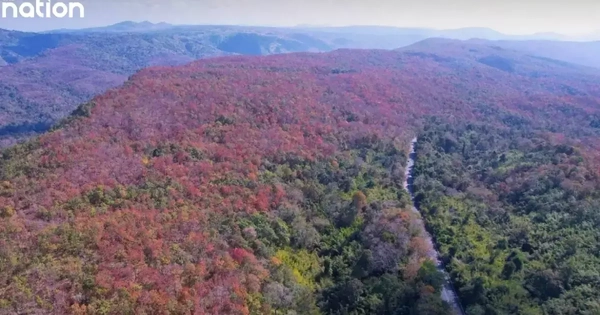 Hiện tượng “rừng đổi màu” kỳ ảo tại Thái Lan