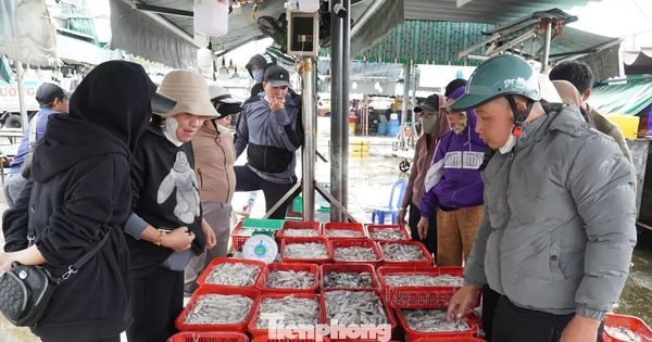 Ngư dân miền Trung trúng 'lộc' mực nháy dịp áp Tết