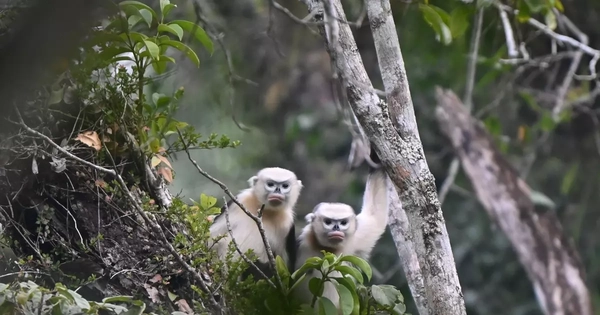 Ghi nhận loài Voọc cực kỳ quý hiếm, cả thế giới chỉ tìm thấy ở Việt Nam