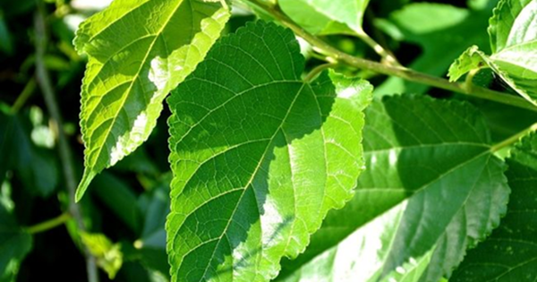 Loại lá "chuyên nuôi sâu" của Việt Nam hóa ra lại là dược liệu vừa hỗ trợ kiểm soát đường huyết, làm sáng da, lại giúp tóc đen khỏe