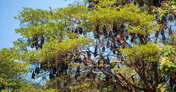 Hàng nghìn sinh vật đu kín ngọn cây ở khu dân cư suốt ngày đêm, người dân thấp thỏm vì 1 nguy cơ tiềm ẩn