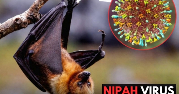 Virus Nipah bùng phát tại Ấn Độ, các nước láng giềng đồng loạt nâng mức cảnh giác: Cảnh báo loại virus chết người, không có cách chữa khỏi