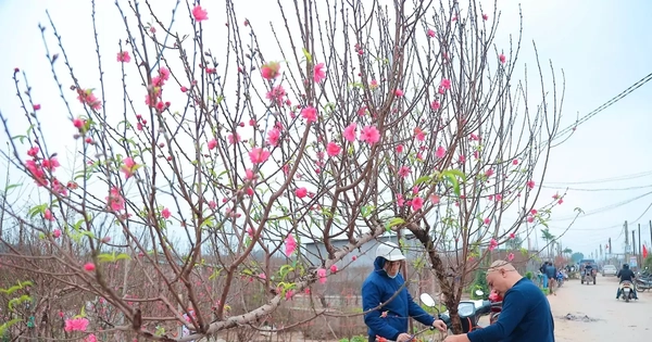 Người Hà Nội nhộn nhịp đi mua đào chơi Tết sớm