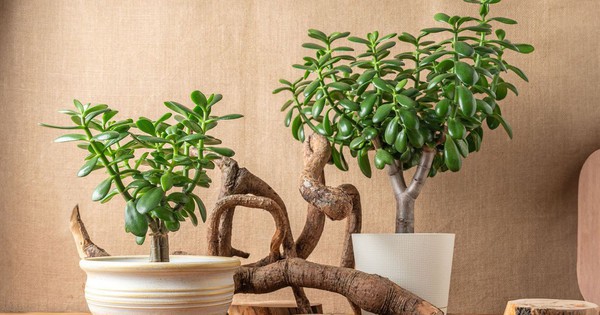 8 loại cây "rước" tài lộc, may mắn đến nhà vào năm 2026