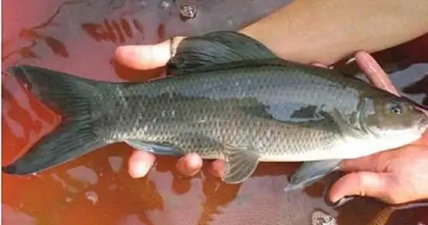 "Thỏi vàng đen” di dộng dưới lòng sông Đà: Thuộc nhóm “Ngũ quý hà thuỷ”, thế giới chỉ 3 quốc gia có