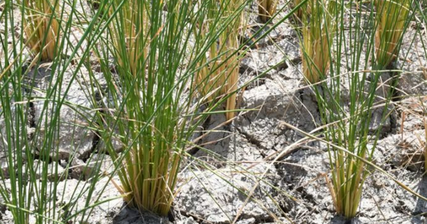 Sau Philippines, quốc gia nhập khẩu 2,4 triệu tấn gạo ra thông báo ngừng nhập khẩu: Đang dư 1,1 triệu tấn, người nông dân thua lỗ