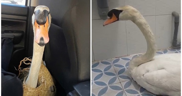 Xuyên đêm giải cứu thiên nga trắng trị giá 60 triệu: Bị cuộn đầu, nhét trong ba lô, dẫn đến stress nặng