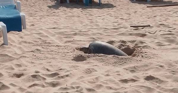 Cả bãi biển sững lại khi sinh vật đẻ một lèo 125 quả trứng, du khách vây quanh xem không rời mắt