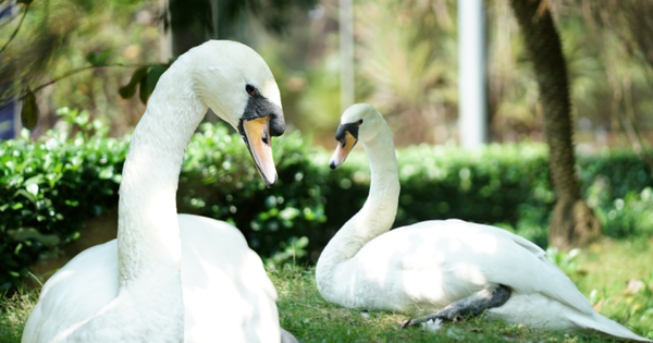 Sau vụ bắt cóc hy hữu, con thiên nga trắng còn lại tại Thảo Cầm Viên trong tình trạng khác lạ khiến nhiều người lo lắng