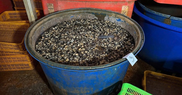 3 tấn thực phẩm thịt ốc bươu được ngâm tẩm hóa chất dùng trong xây dựng, sản xuất xi măng - đang chuẩn bị cung cấp ra thị trường thì bị cơ quan chức năng tóm gọn