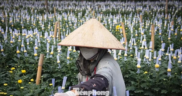 Thủ phủ hoa lớn nhất Hà Nội hối hả vào vụ Tết