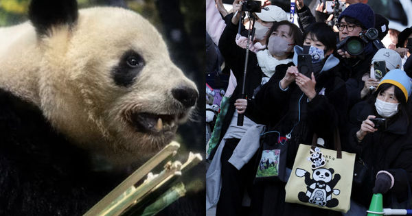 Hàng dài người dân Nhật Bản xúc động xếp hàng chia tay cặp gấu trúc sinh đôi quay trở về Trung Quốc, sở thú có thể thiệt hại tới 3.400 tỷ đồng/năm