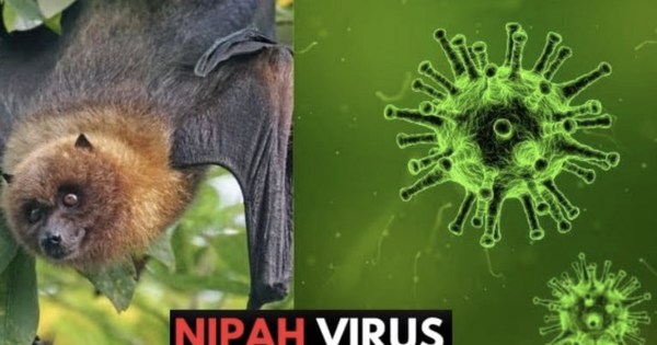 Nóng: Cục Quản lý Khám chữa bệnh (Bộ Y tế) ra thông báo khẩn về virus Nipah
