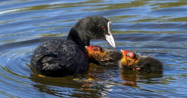 Mang trứng của loài mệnh danh "sản vật tiến Vua" về ấp thử, anh nông dân Bắc Ninh thu lãi tiền tỷ mỗi năm