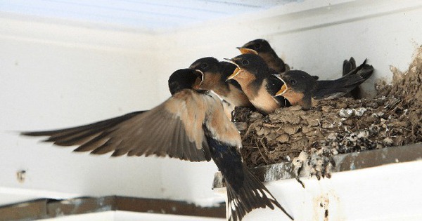 Gần Tết thấy nhà có 6 dấu hiệu này là cuộc đời nở hoa, tài lộc gõ cửa: Đặc biệt là điều số 2!