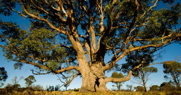 Phát hiện 1 loại cây "hút vàng" từ độ sâu 30m: "500 cây mới cho ra lượng vàng đủ để làm 1 chiếc nhẫn cưới"