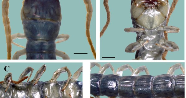 VQG Hoàng Liên – Tà Xùa hé lộ một bí mật mà khoa học chưa từng ghi nhận