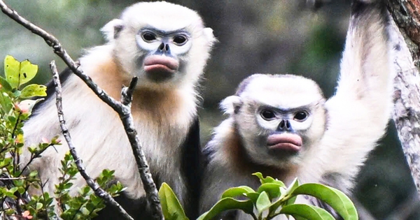 Hình ảnh loài voọc mũi hếch quý hiếm nhất thế giới tại Tuyên Quang