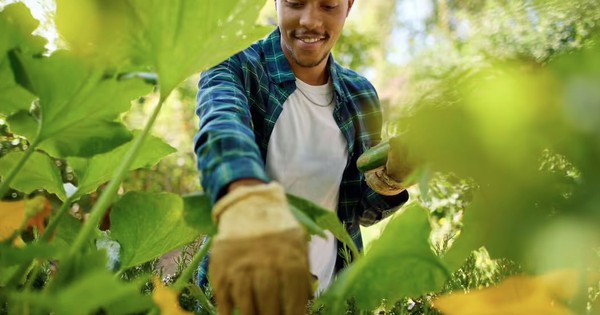 4 loại cây cần được gieo trồng ngay bây giờ