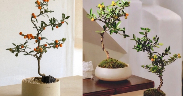 Trend chơi quất dành cho nhà nhỏ - hội chị em nhất định phải update để đón Tết