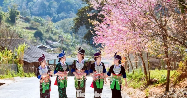 Đẹp nao lòng những bông hoa anh đào ở miền biên viễn xứ Nghệ