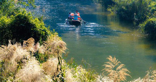 Tràng An say đắm lòng người mùa lau sậy trổ bông