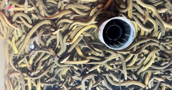 Nuôi loài cá dân dã được ví là "nhân sâm dưới nước" theo cách 'đặc biệt': Anh nông dân có thu về 6,6 tỷ/năm