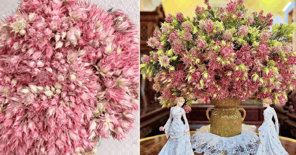 Loài hoa tên nghe bẽn lẽn như gái đôi mươi, nở rộ thành tuyệt phẩm, bền đẹp suốt cả tháng