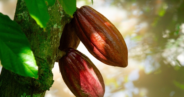 Sô-cô-la 60DAYS và chiến lược nâng tầm sô-cô-la Việt