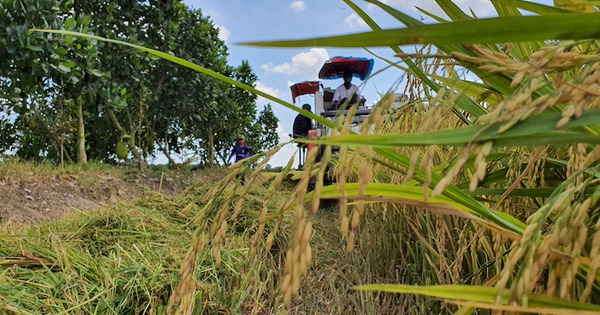 Giống lúa Việt Nam trồng trên đất Cuba tạo kỷ lục: Nông dân nói gì?