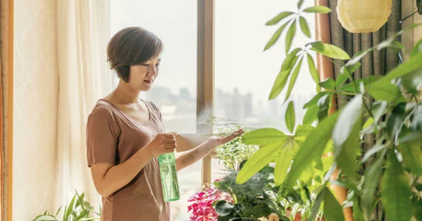 Đừng đặt cây ở 5 vị trí này trong nhà: Tưởng đẹp mà hóa rước họa, nhiều người để rồi mới hối hận